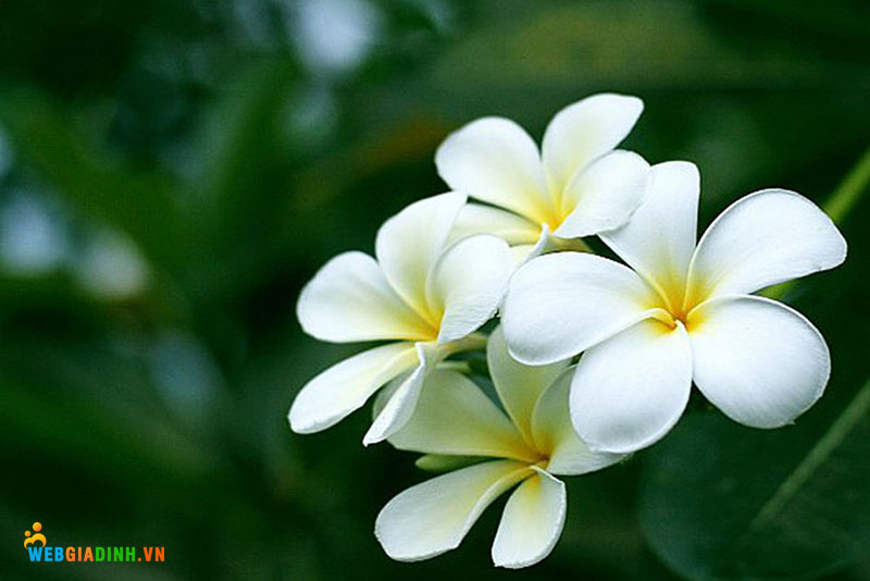 Hoa sứ trắng