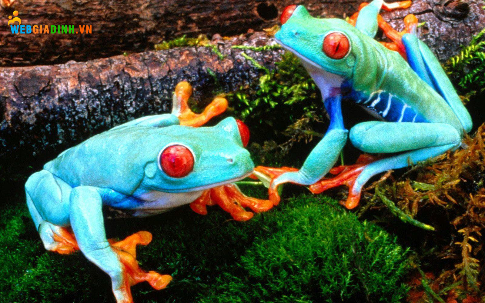 Nằm mơ thấy ếch nhiều màu